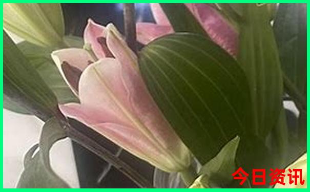 深渡镇必去的三个景点